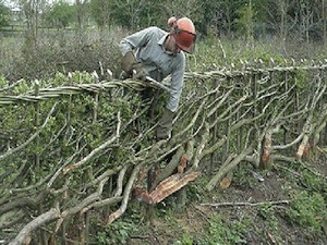 Hedge Flailing & Trimming